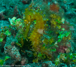 BD-090927-Lembeh-9274467-Hippocampus-kuda.-Bleeker.-1852-[Spotted-seahorse.-Gul-sjöhäst].jpg